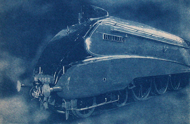 mallard cyanotype print-005